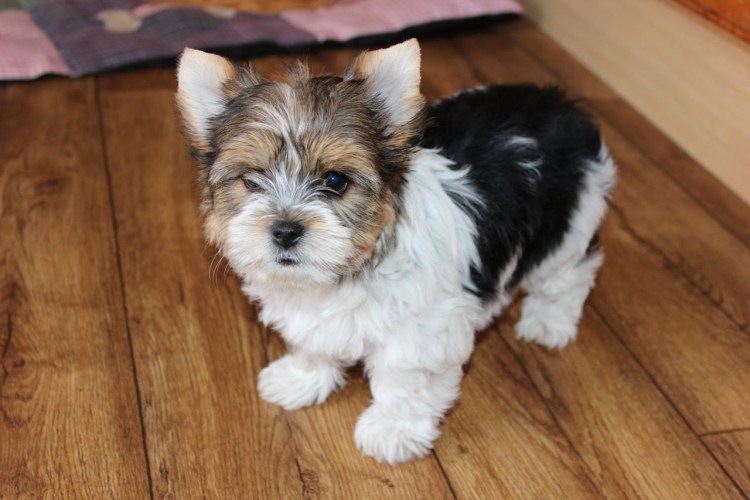 Бивер Йорк мини