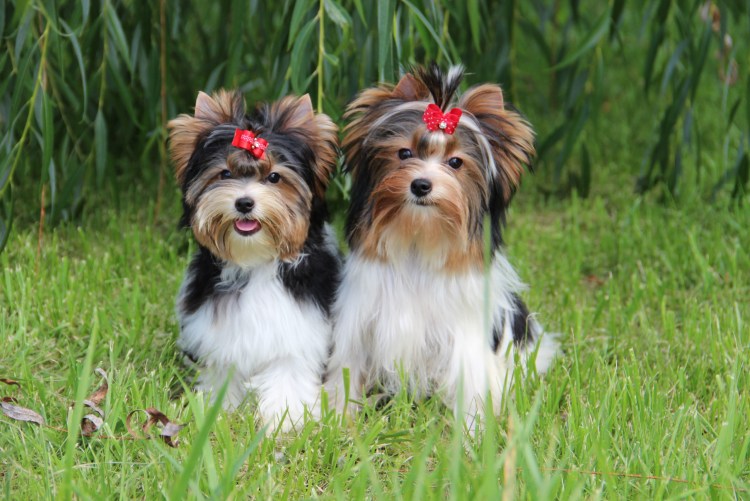 Бивер собака