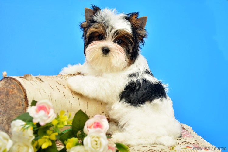 Бивер-Йоркширский терьер взрослый