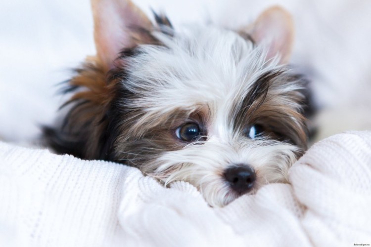 Бивер-Йоркширский терьер щенки