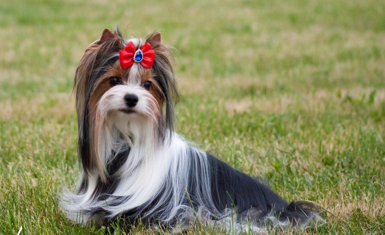 Бивер терьер щенок