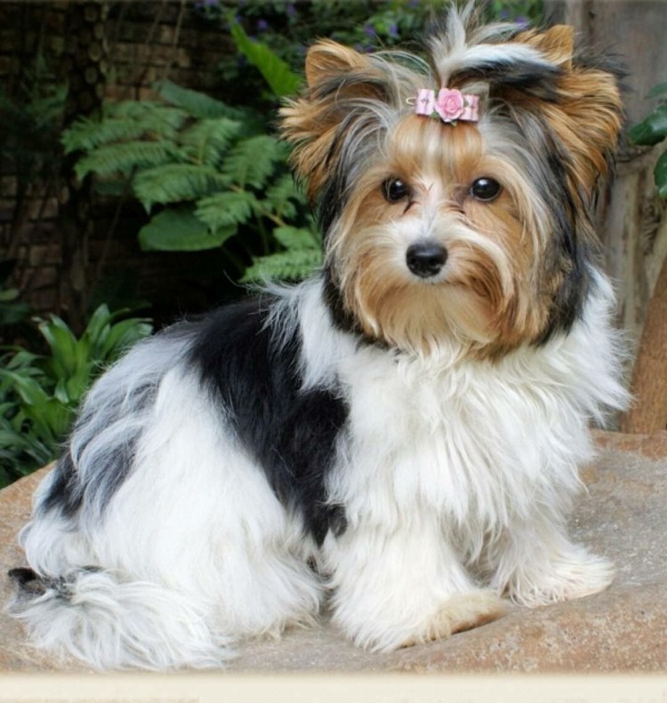 Бивер-Йоркширский терьер