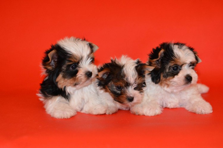 Биллер Йоркширский терьер