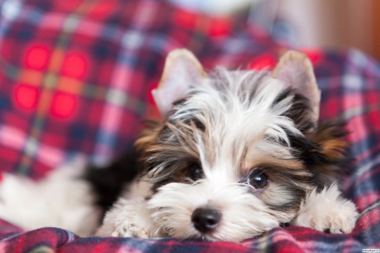 Бивереркширский терьер