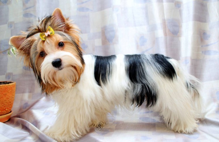 Бивер Тейлс