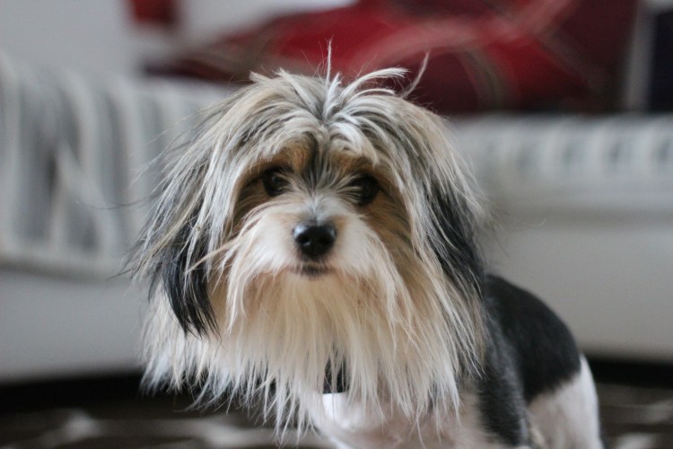 Бивер-Йоркширский терьер