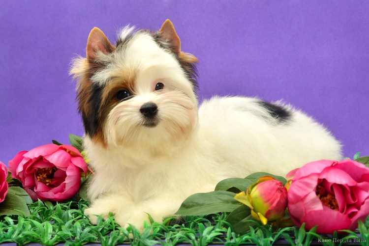 Бивереркширский терьер