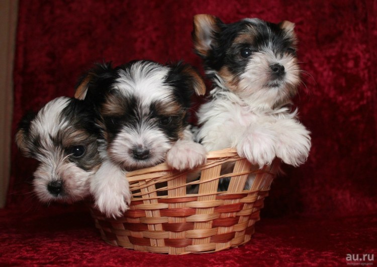 Бивер Йорк мини