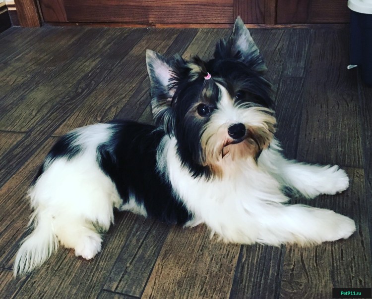 Бивер-Йоркширский терьер