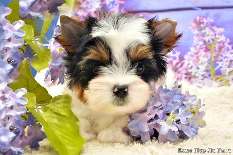 Бивер-Йоркширский терьер