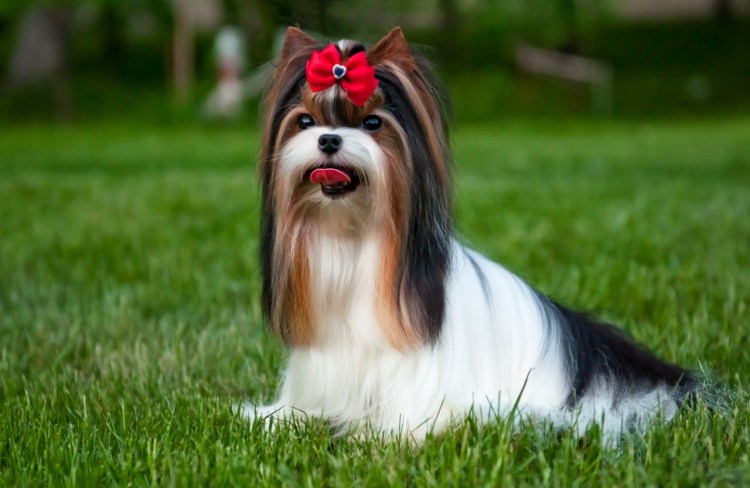 Бивер-Йоркширский терьер Жека