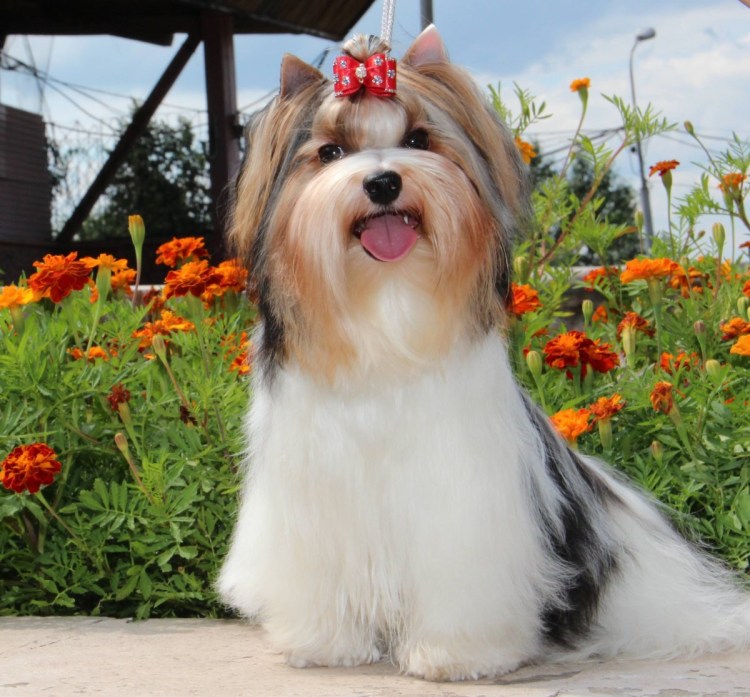 Бивер-Йоркширский терьер черный