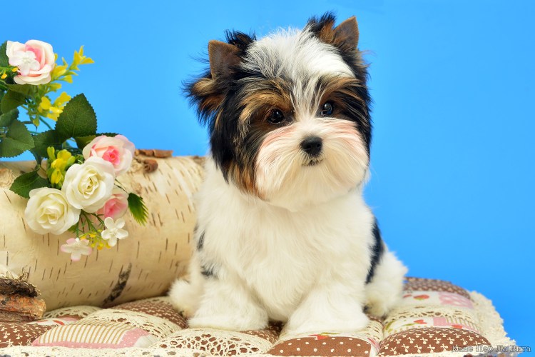 Бивер-Йоркширский терьер