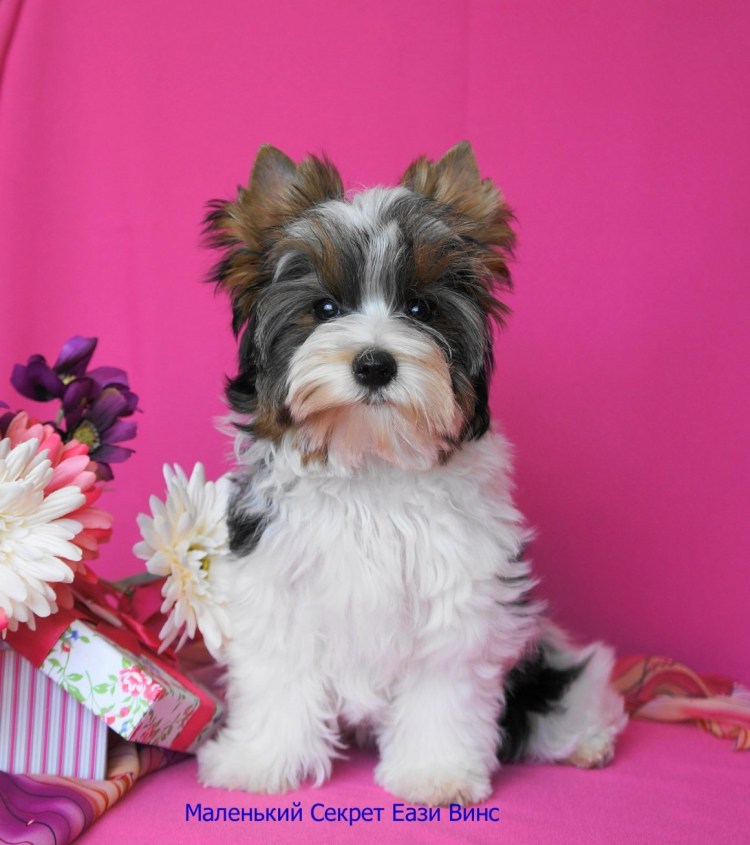 Бивер-Йоркширский терьер