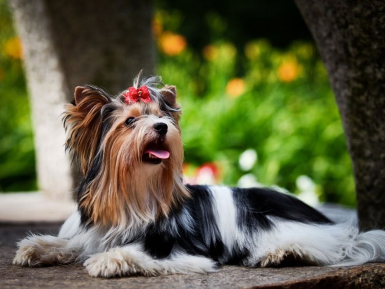 Бивер Йорк терьер