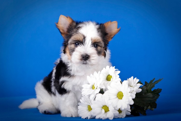 Бивер-Йоркширский терьер мини