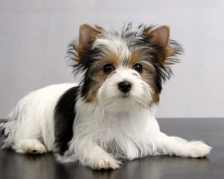 Бивер-Йоркширский терьер черный