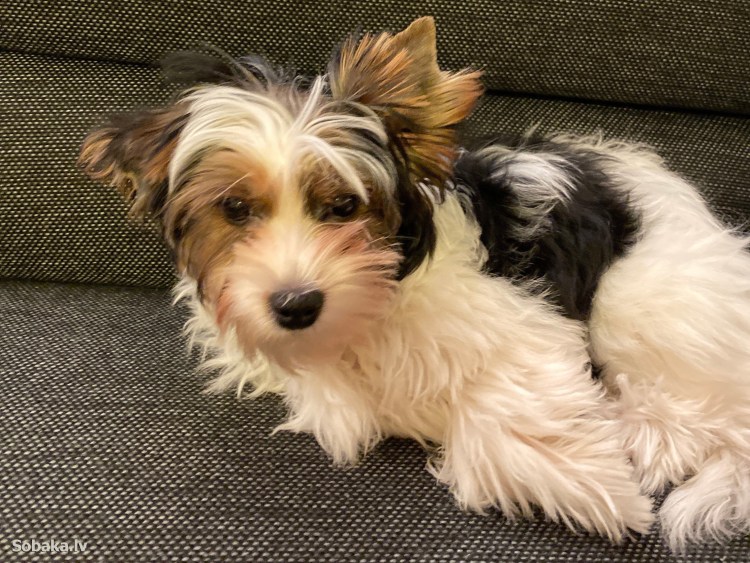 Бивер-Йоркширский терьер