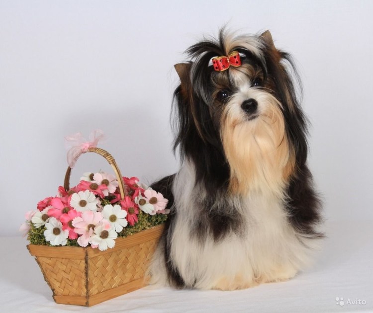 Бивер терьер