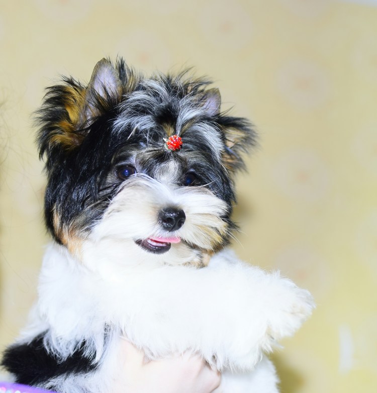 Йоркширский терьер Вебер