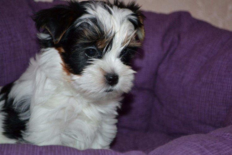 Бивер-Йоркширский терьер