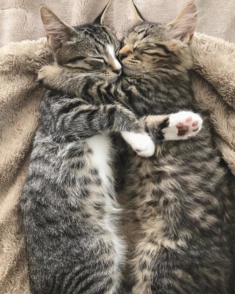 Два рыжих кота спят в обнимку