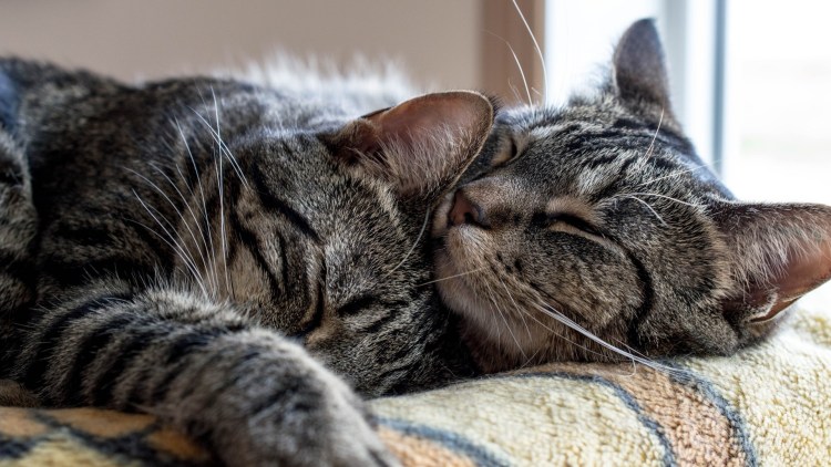 Котики спят в обнимку