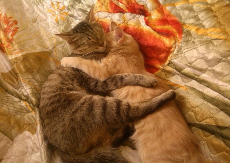Кошечки спят в обнимку