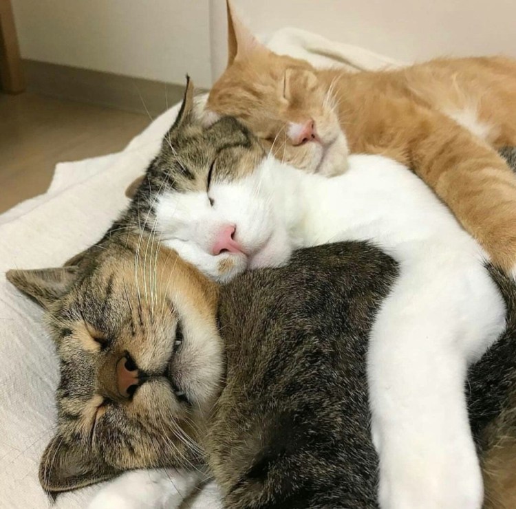 Спящие котики в обнимку