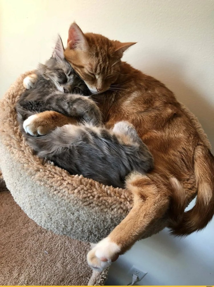 Котик обнимает