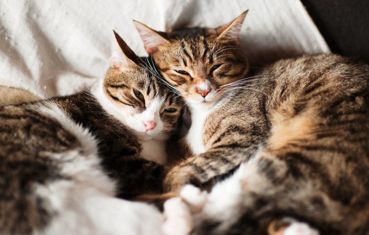 Котики обнимашки