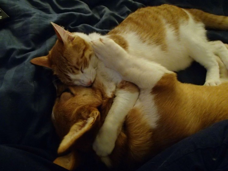 Животные спят вместе