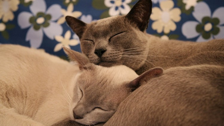 Котики любовь