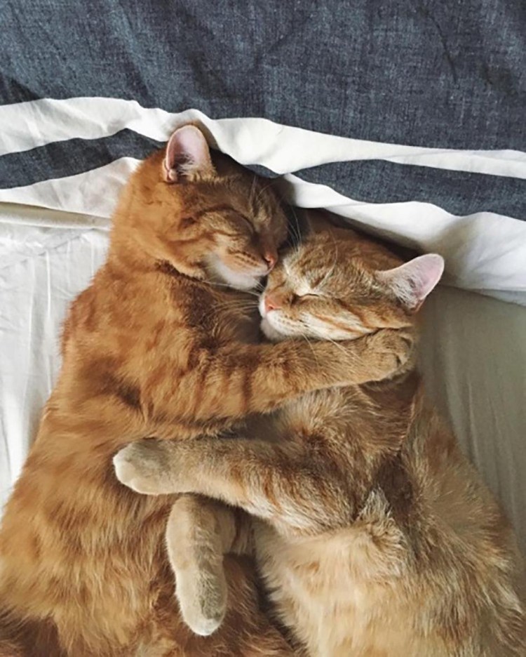 Котики спят рядом