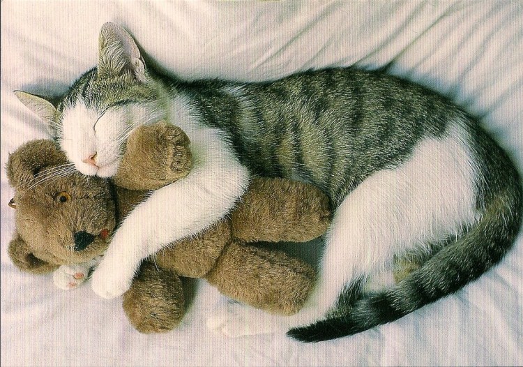 Кошки обнимашки