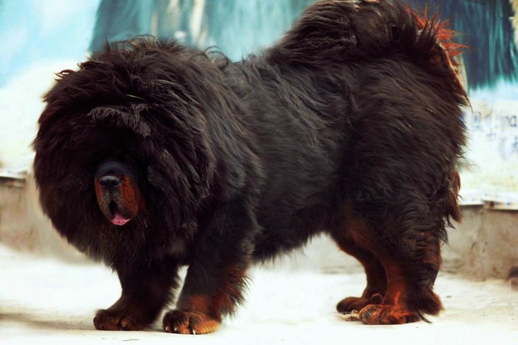 Тибетский мастиф