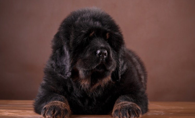 Тибетский мастиф кутенок