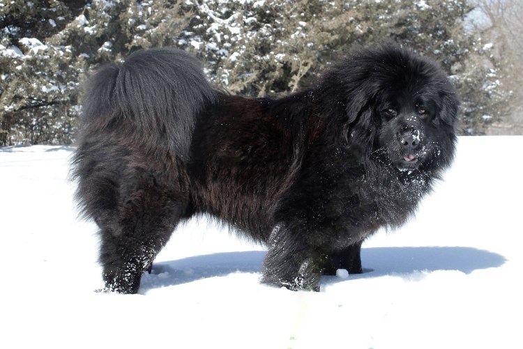 Тибетский мастиф