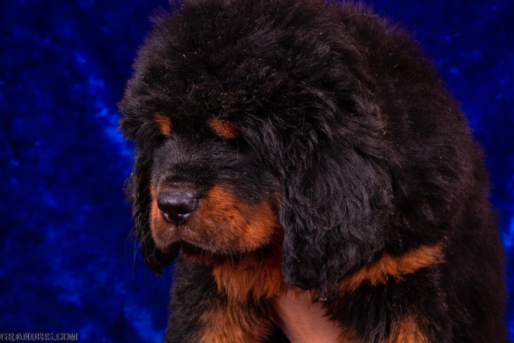 Тибетский мастиф Хонг Донг