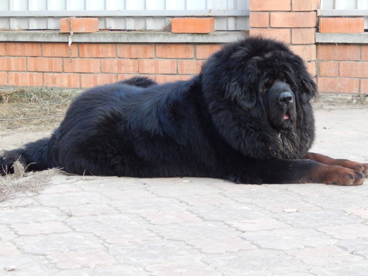 Порода южноафриканский бурбуль