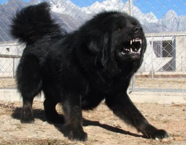 Американский мастиф Кане Корсо