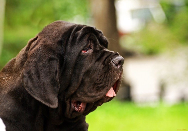 Неаполитанский мастиф дог