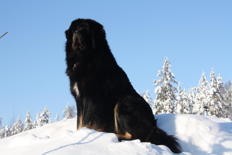 Собака мастиф тибетский черный