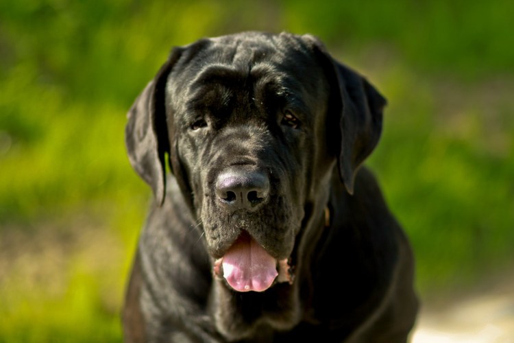 Мастиф щенок черный