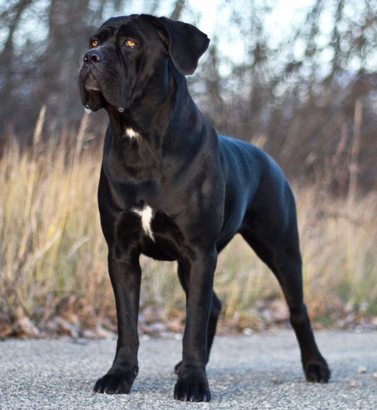 Кане Корсо и дог