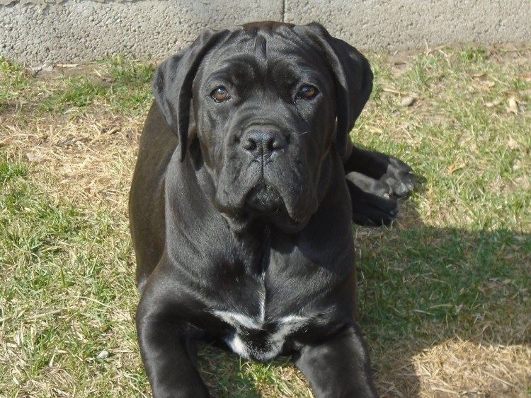 Корсо Канарио