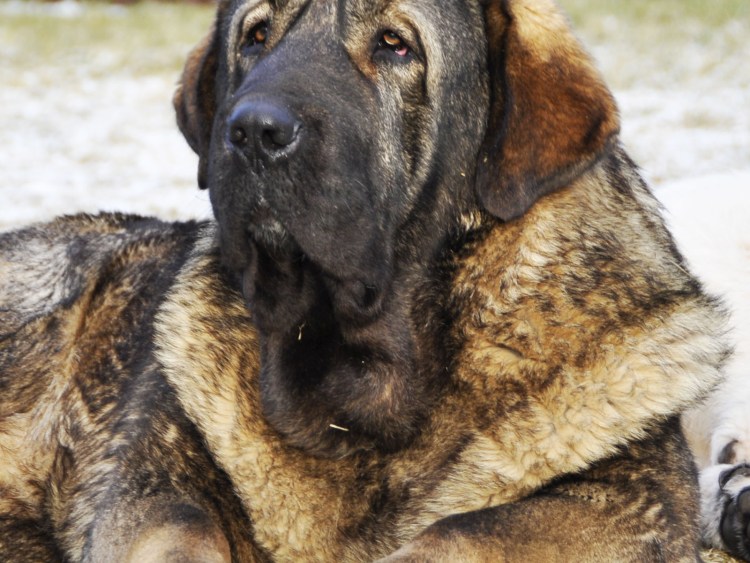 Бладхаунд мастиф