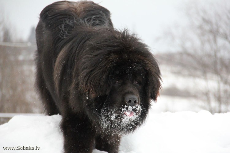 Тибетский мастиф и алабай
