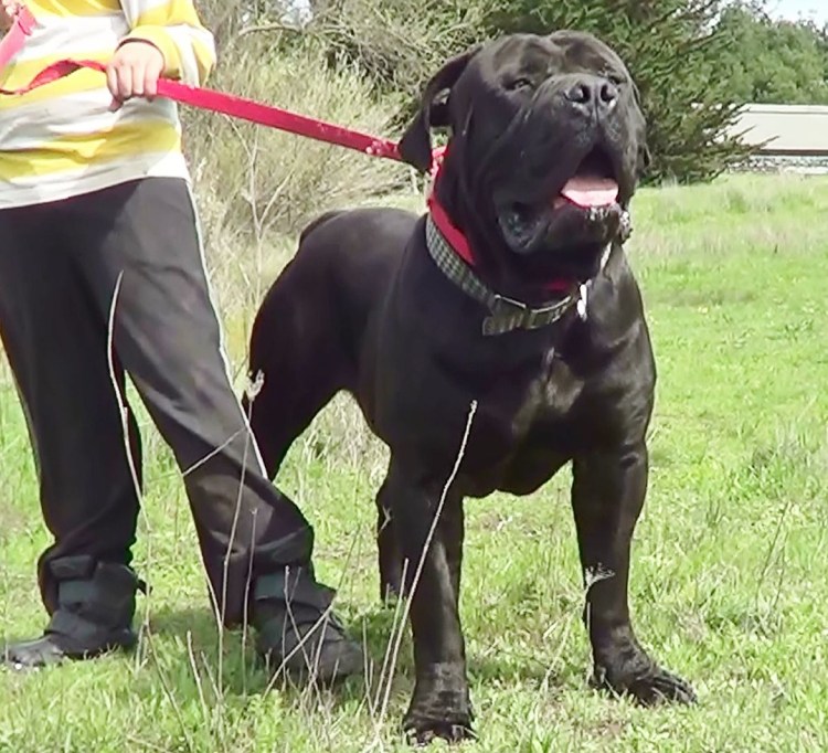 Бульмастиф черный