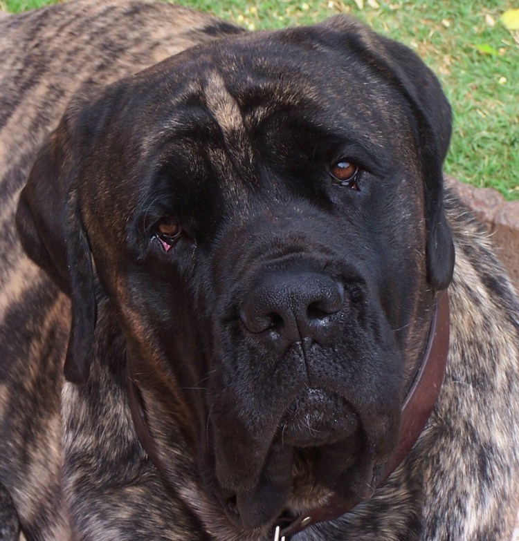 Английский мастифф черный